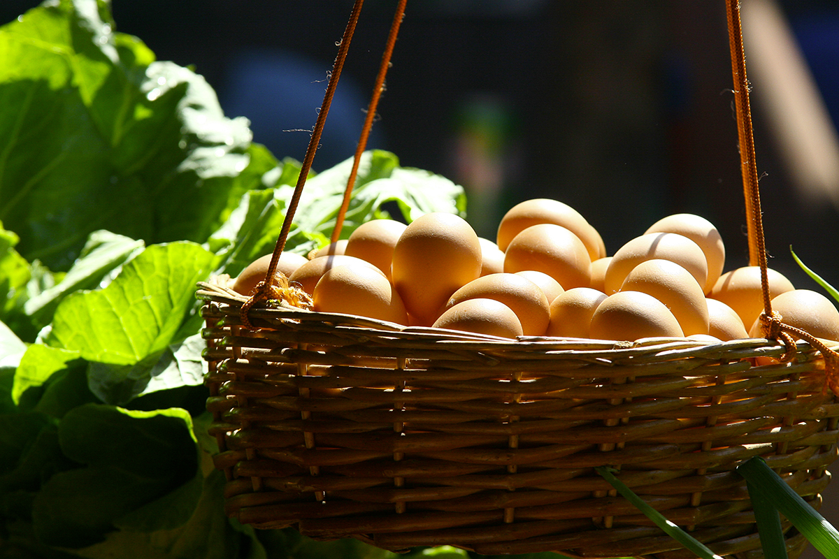 De la gallina a la mesa, ¡todo sobre el huevo!